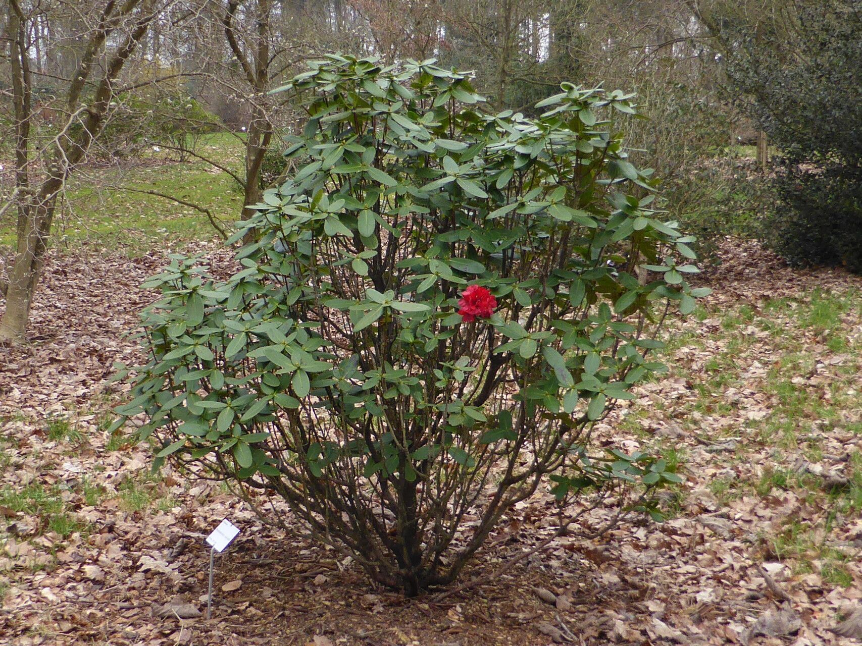 Rhododendron succothii habit