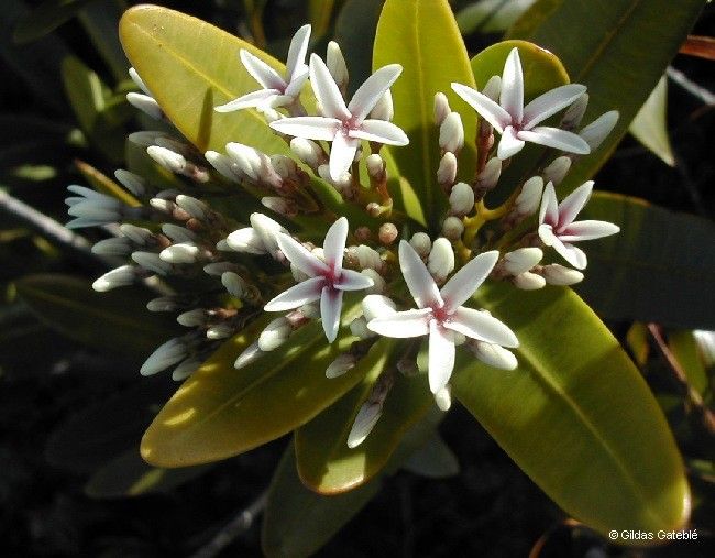 Alstonia odontophora — search result for 'Alstonia'