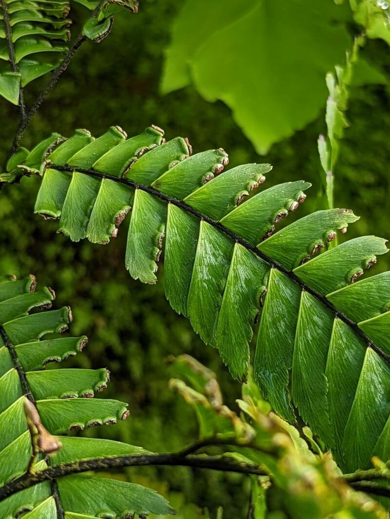 Adiantum tetraphyllum fruit