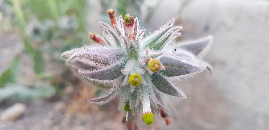 Nonea calycina flower
