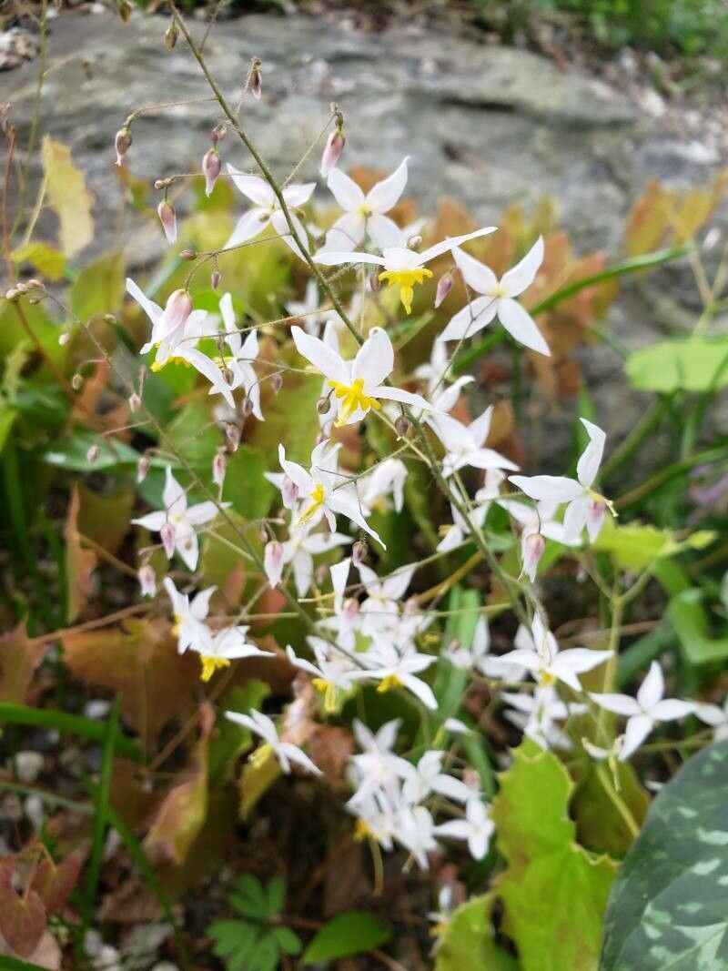 Epimedium stellulatum flower