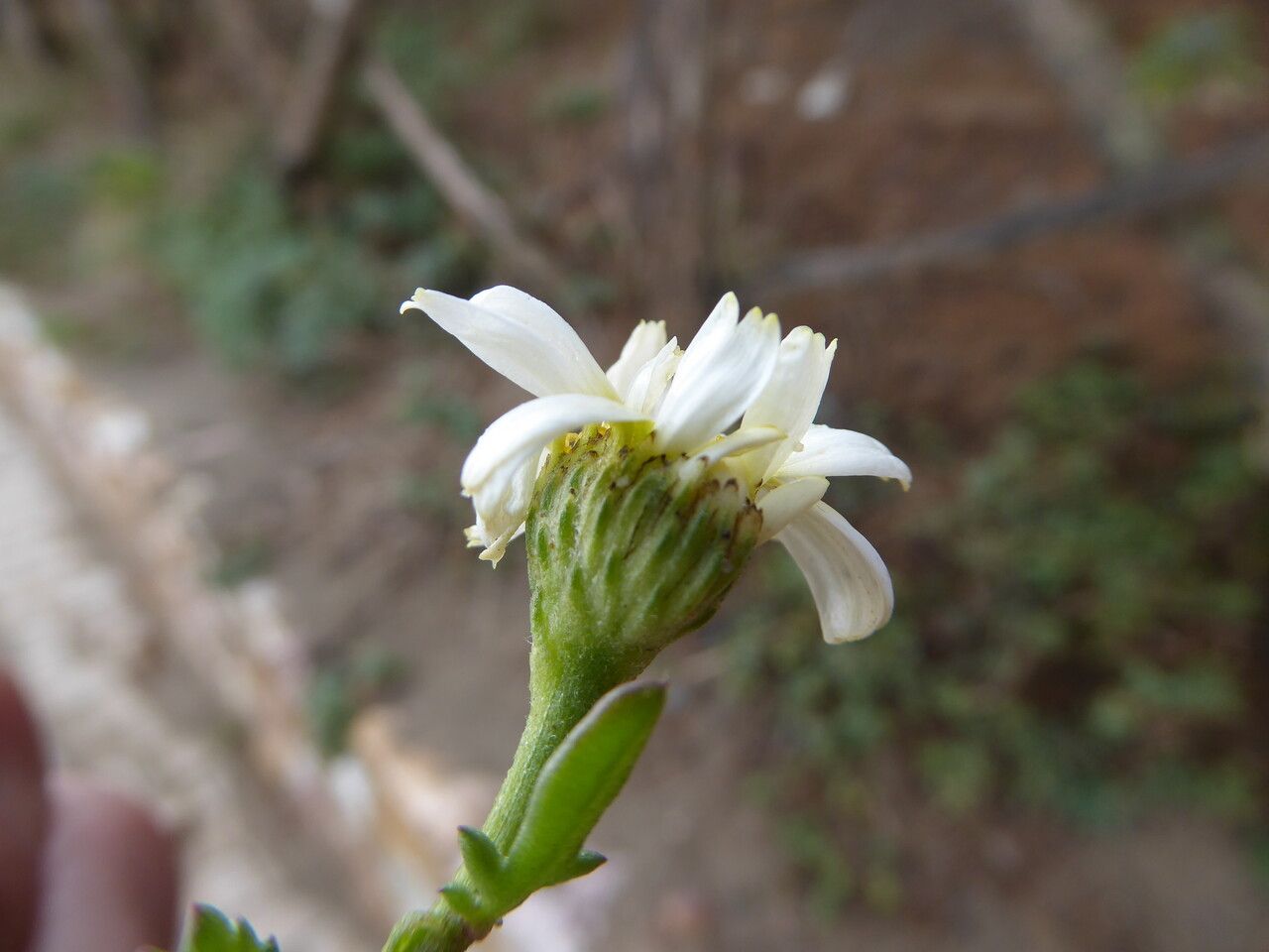Anthemis maritima flower