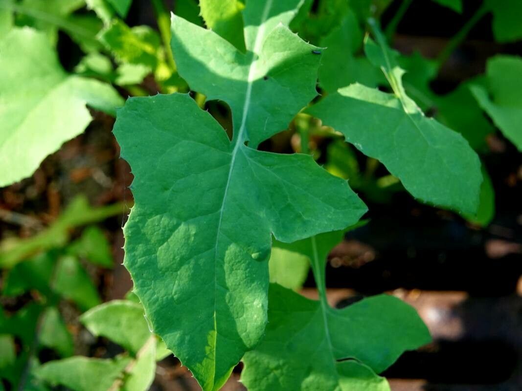 Cicerbita macrophylla leaf