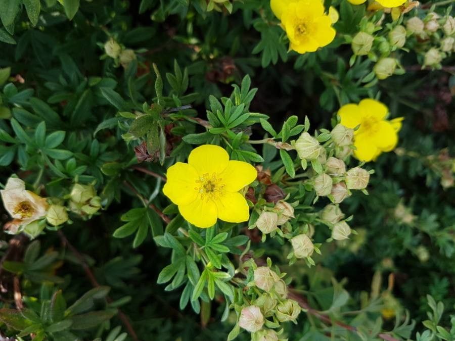 Dasiphora fruticosa flower
