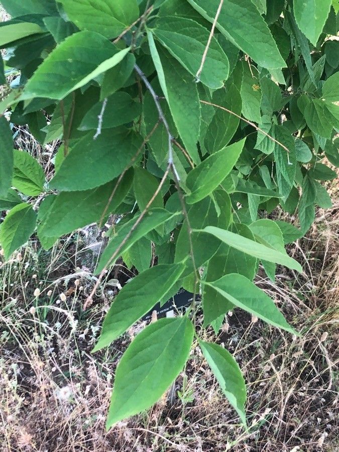 Corylopsis sinensis — search result for 'Hamamelidaceae'