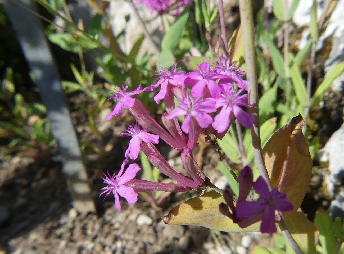 Silene compacta flower