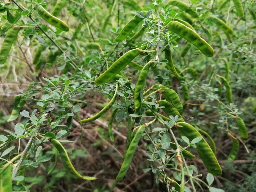 Cytisus infestus fruit