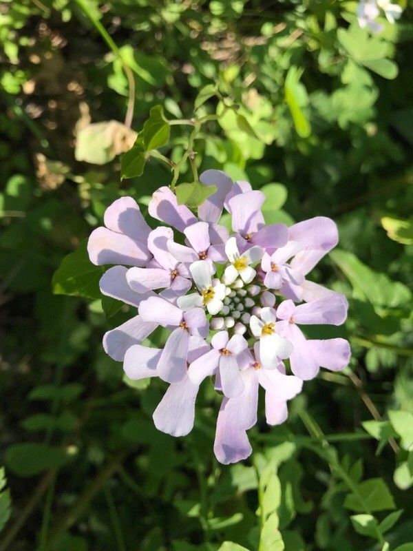 Iberis gibraltarica flower