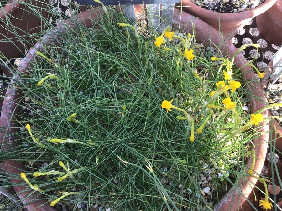 Narcissus gaditanus habit