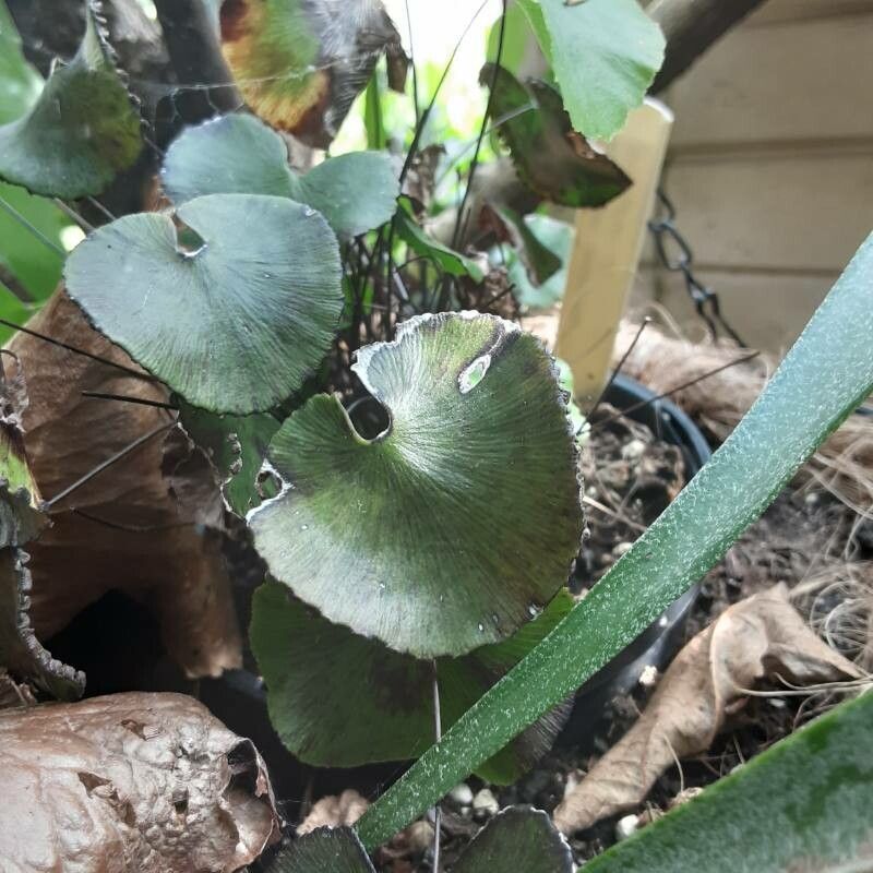 Adiantum reniforme leaf