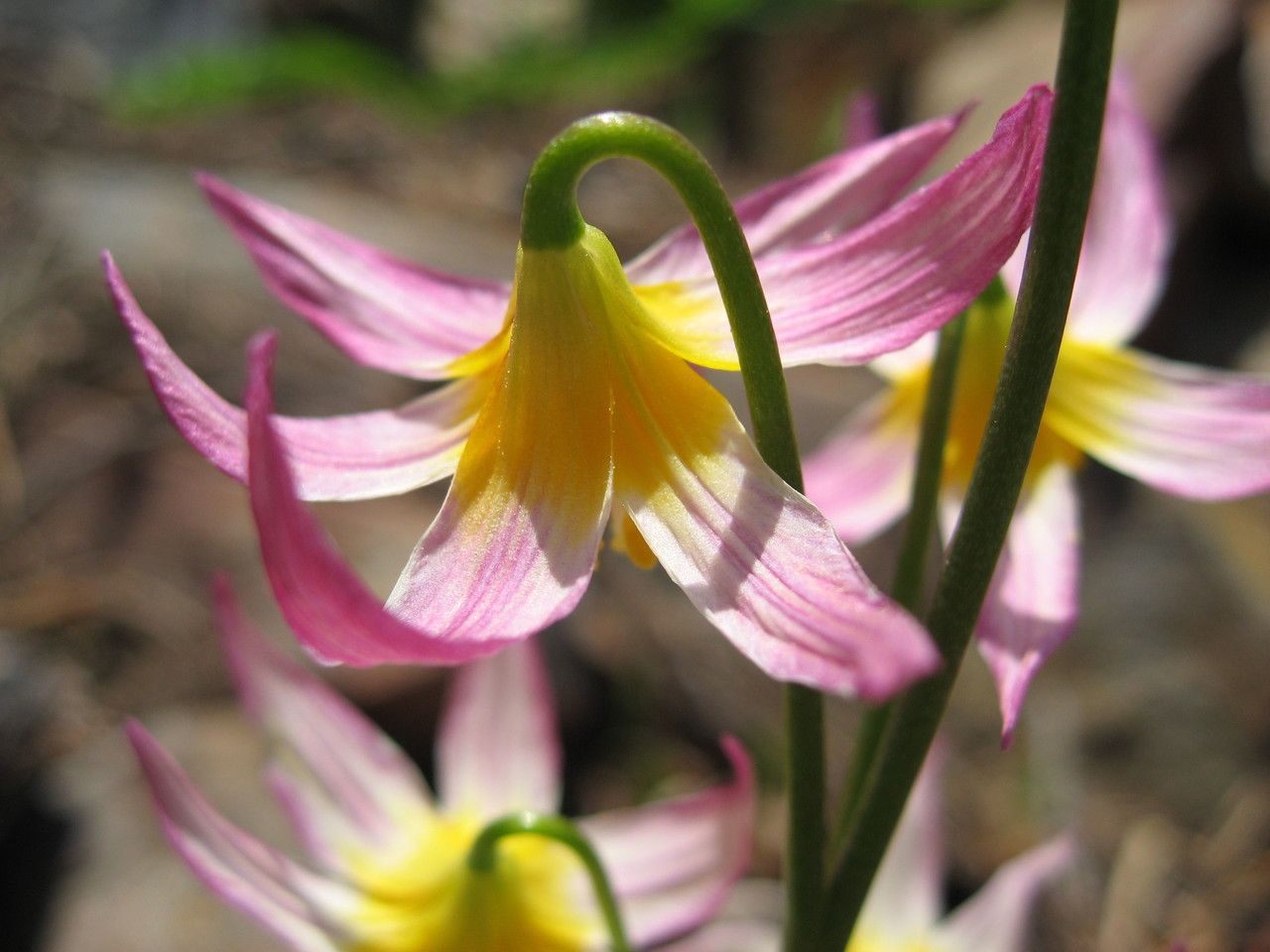 Erythronium purpurascens — search result for 'Erythronium'