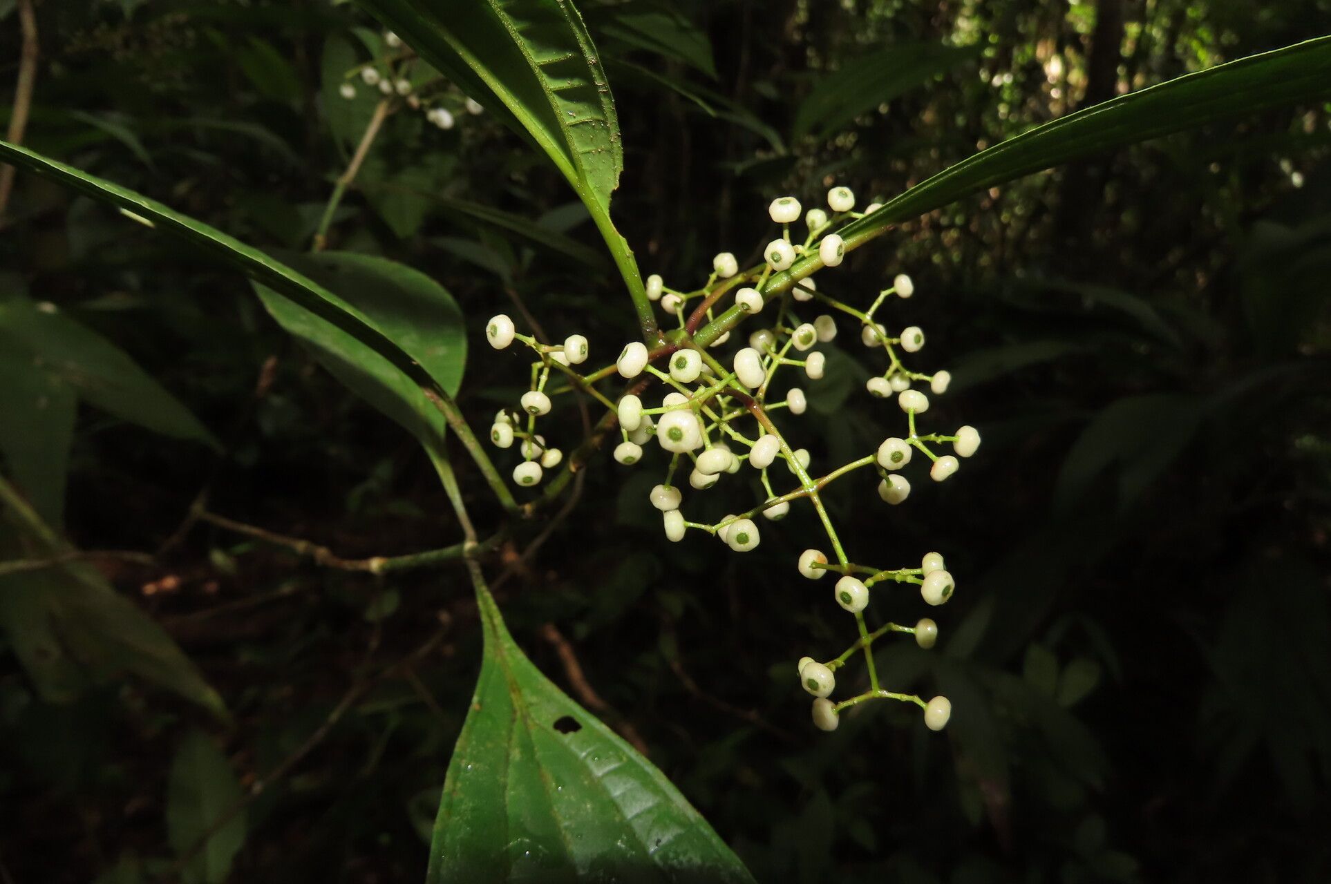 Miconia laxivenula fruit
