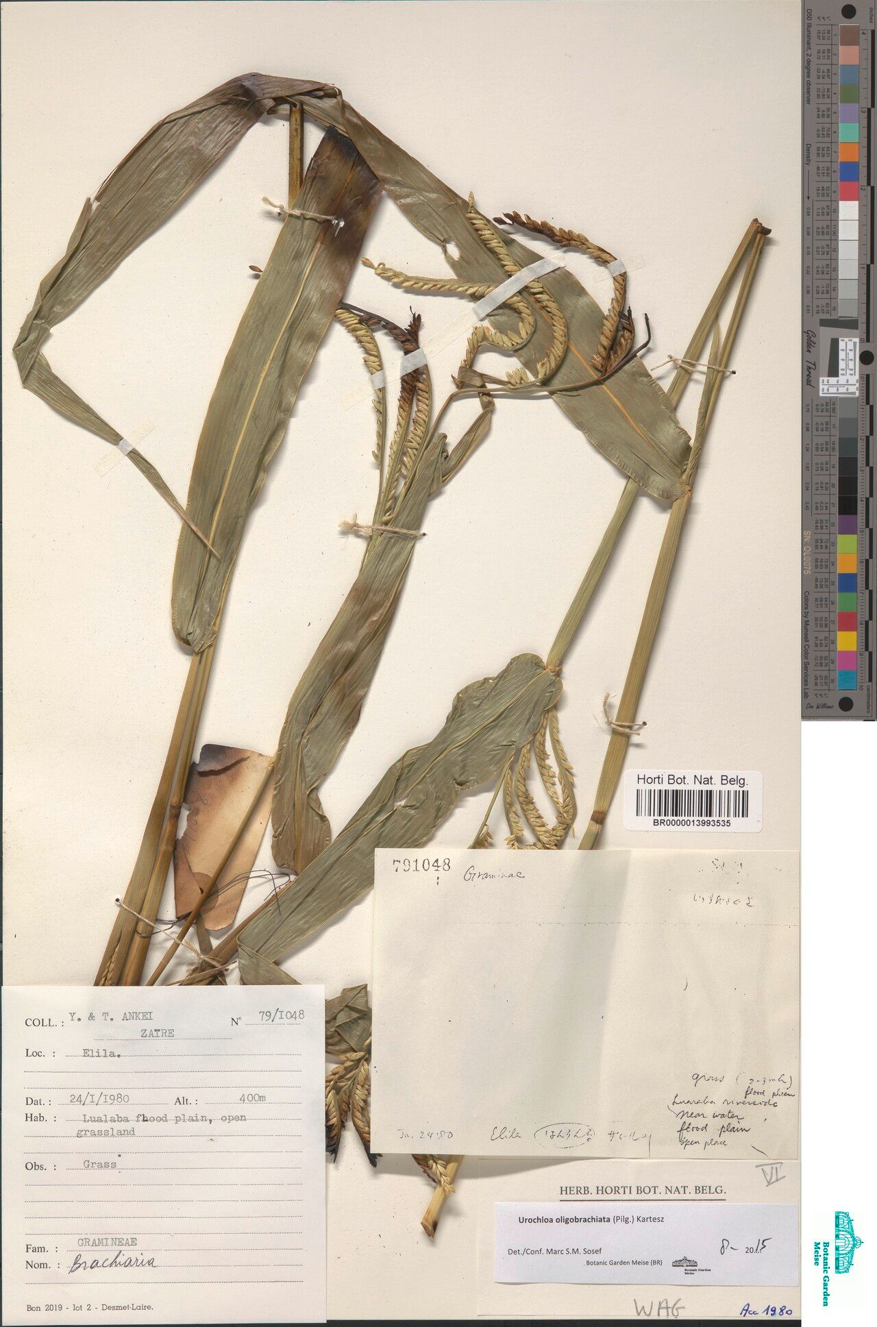 Urochloa oligobrachiata — houseplant care guide