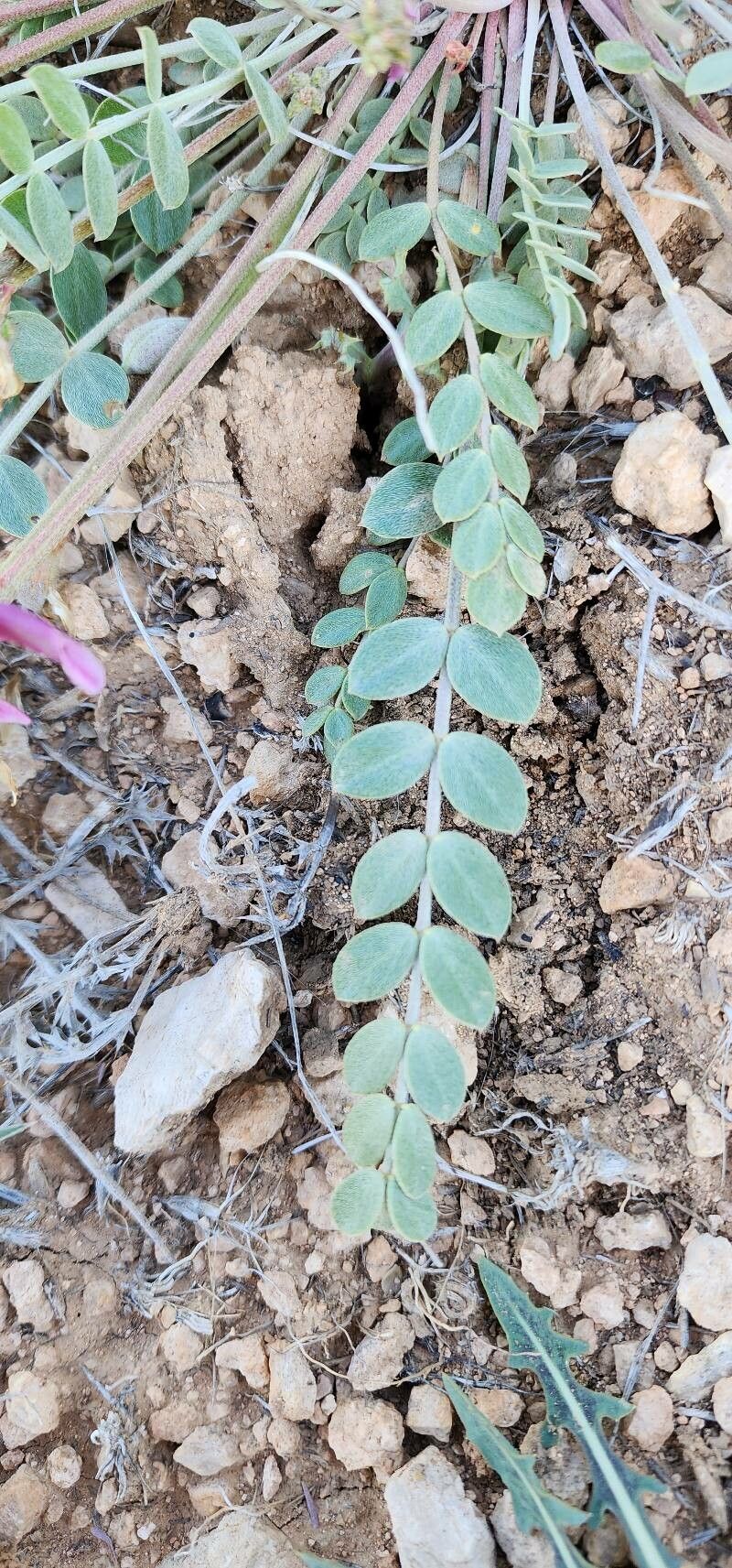 Astragalus curvirostris — houseplant care guide