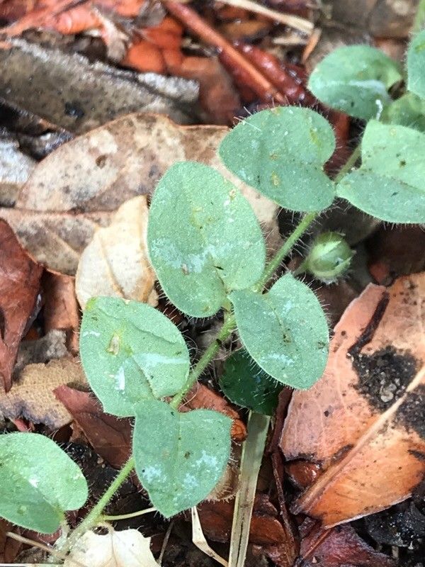 Kickxia commutata leaf