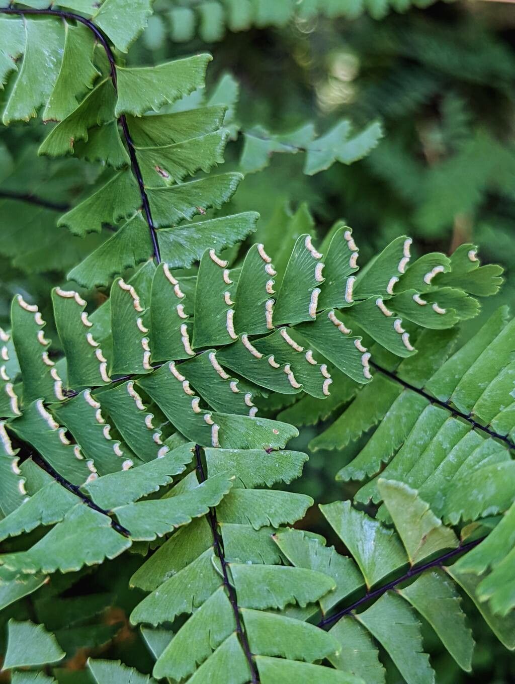 Adiantum pedatum fruit