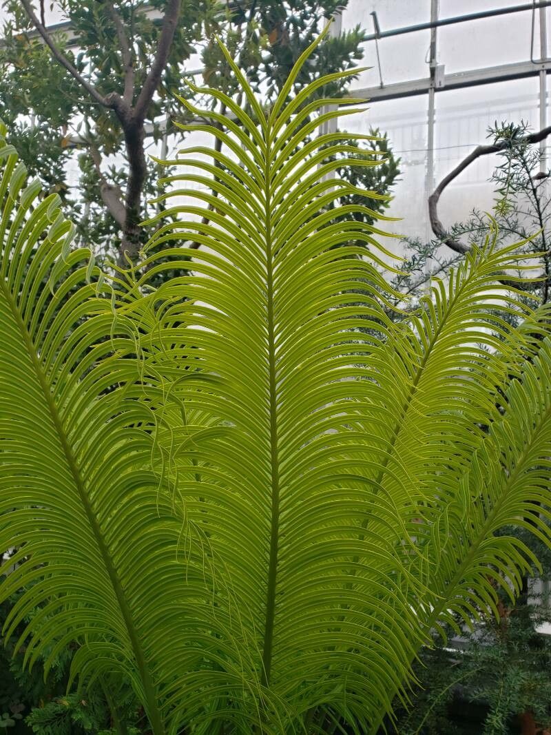Cycas circinalis