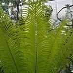 Cycas circinalis