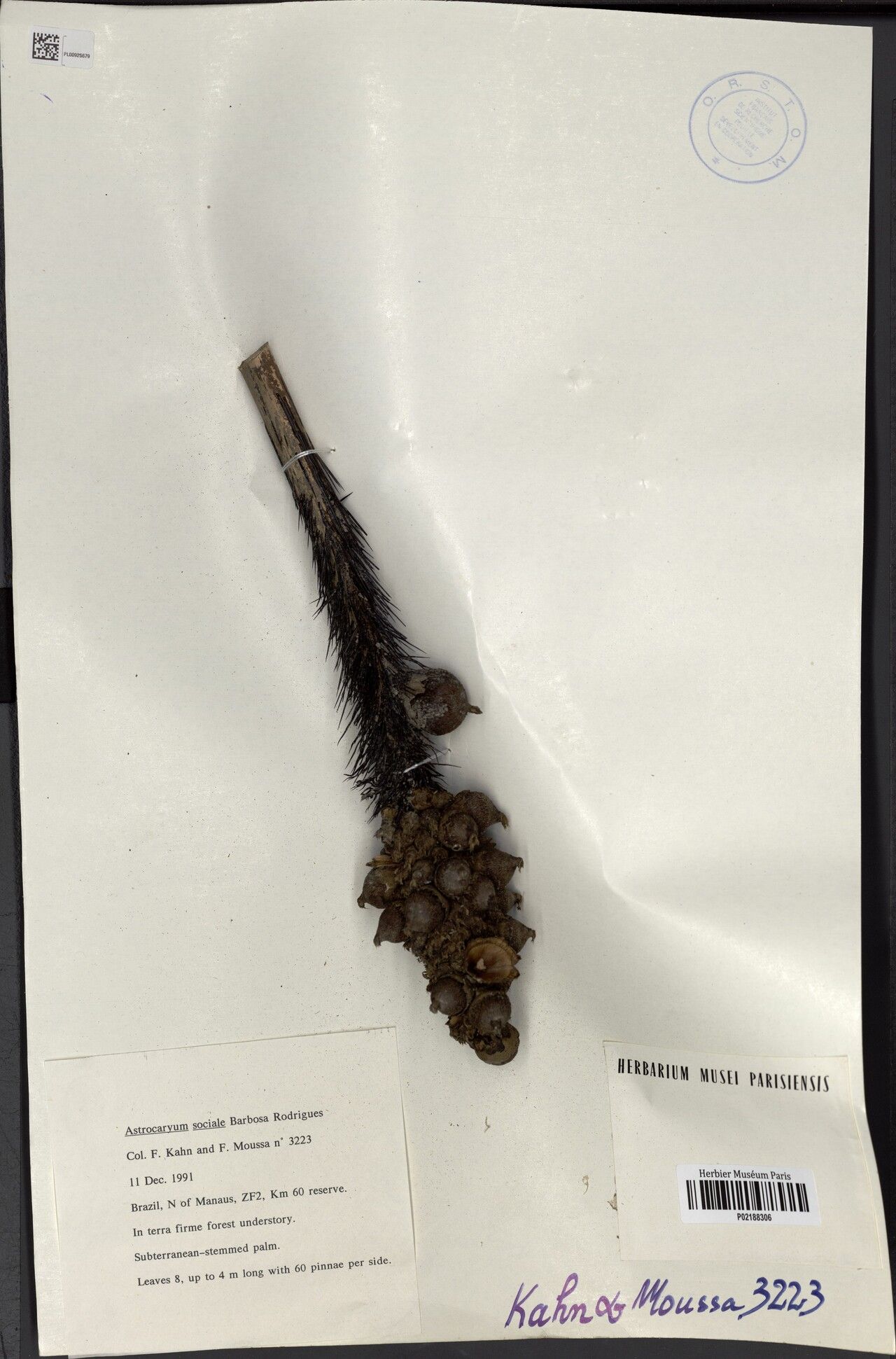 Astrocaryum sociale fruit