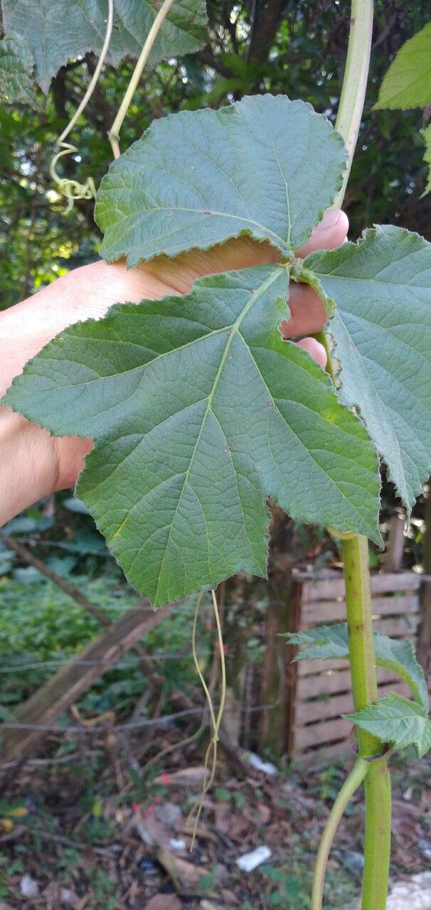 Cissus sulcicaulis — houseplant care guide