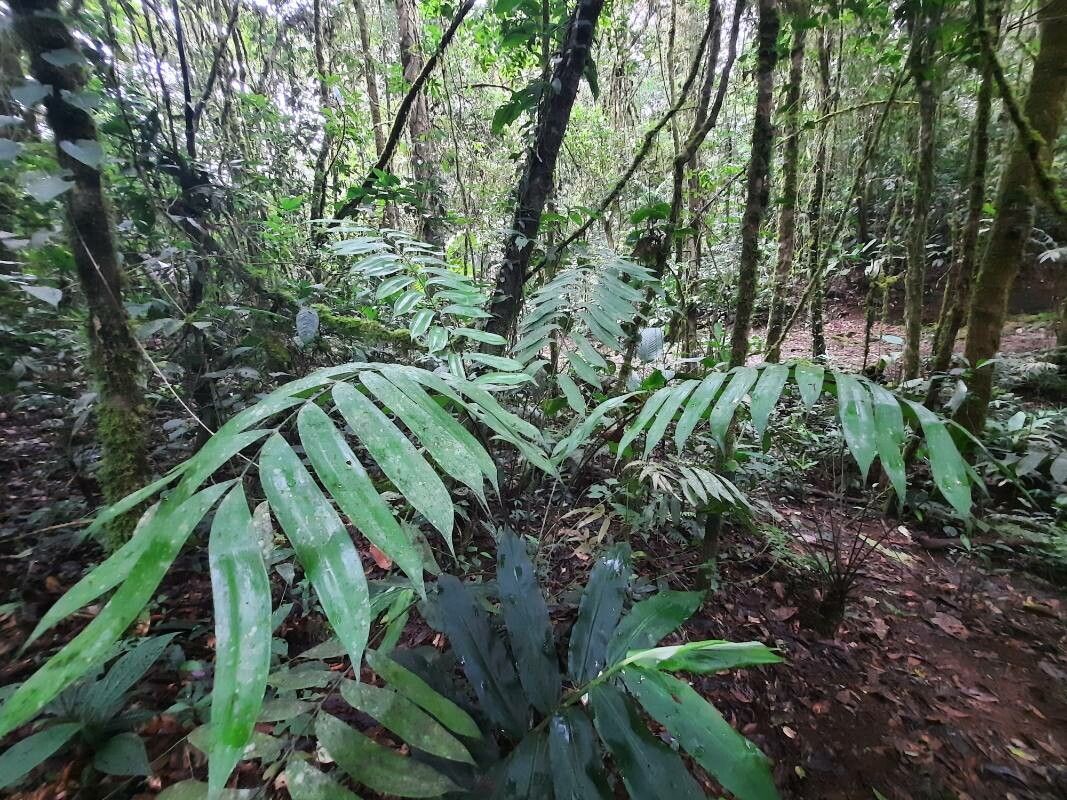 Zamia pseudomonticola — houseplant care guide