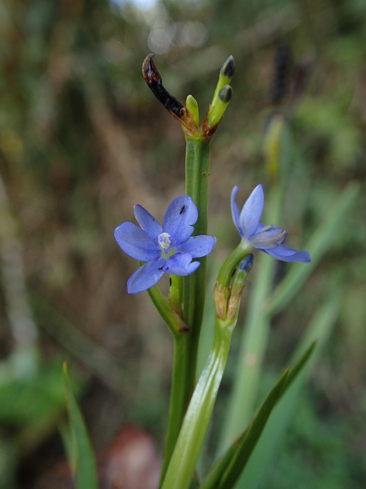 Aristea cladocarpa — search result for 'Aristea'
