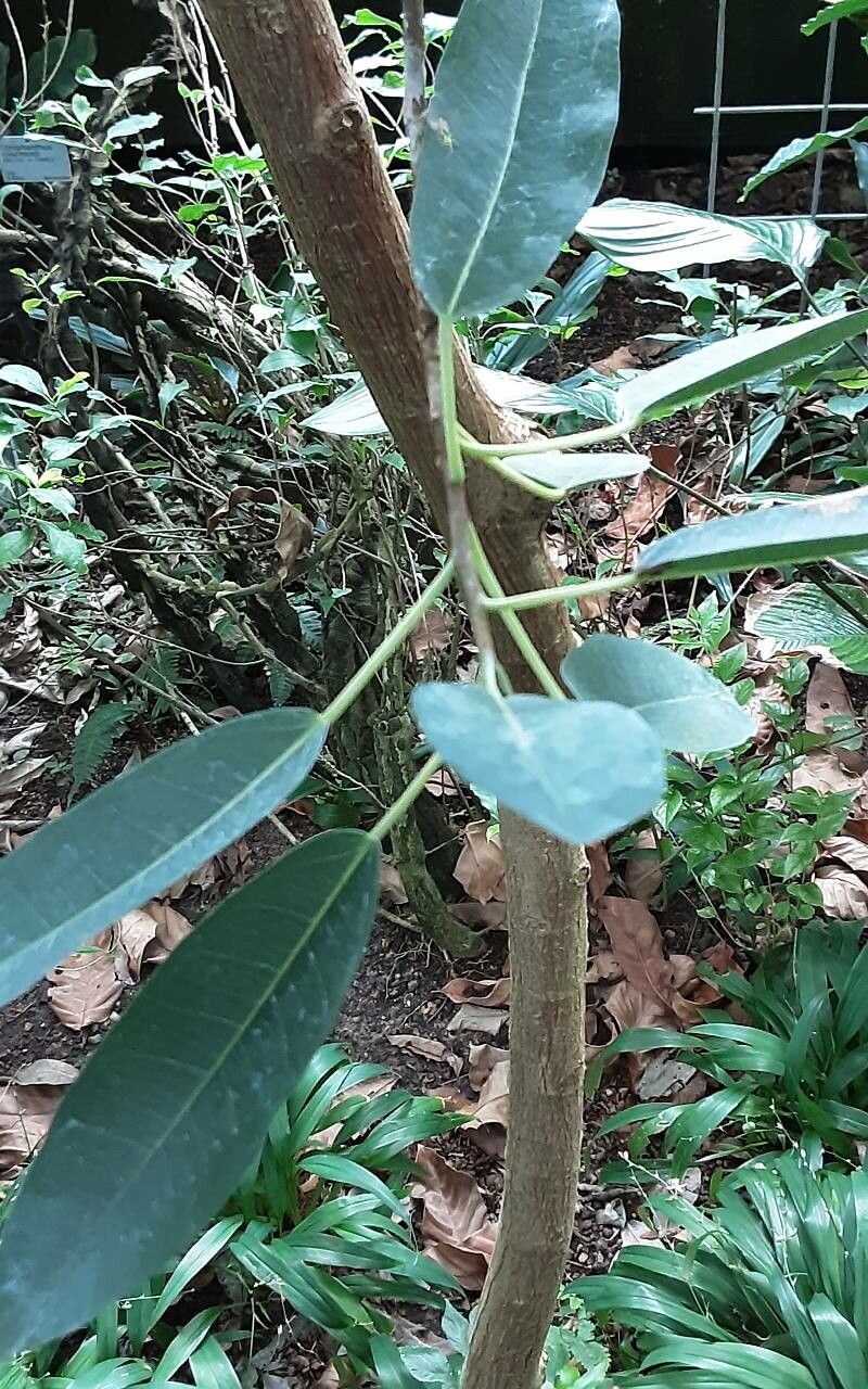 Ficus subulata — houseplant care guide