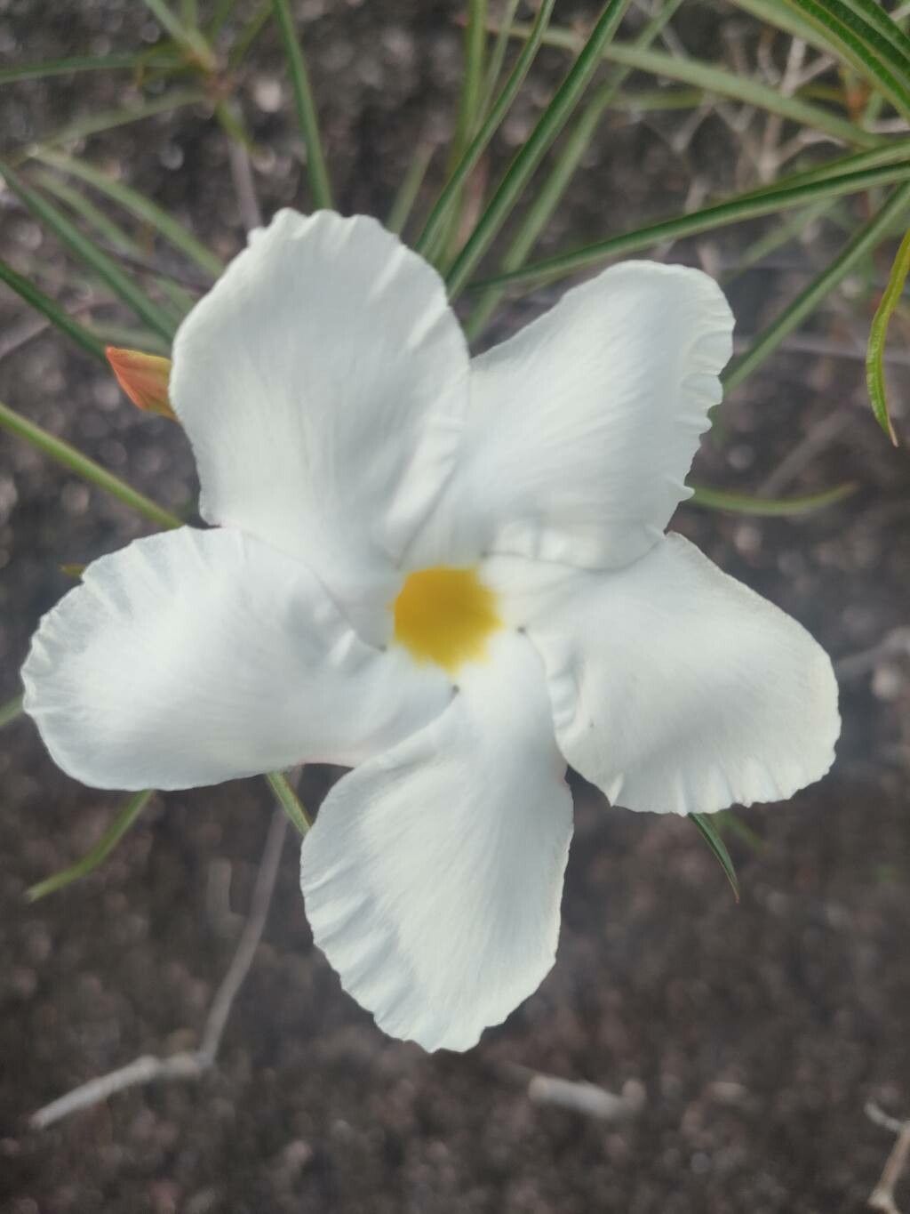 Mandevilla lancifolia flower
