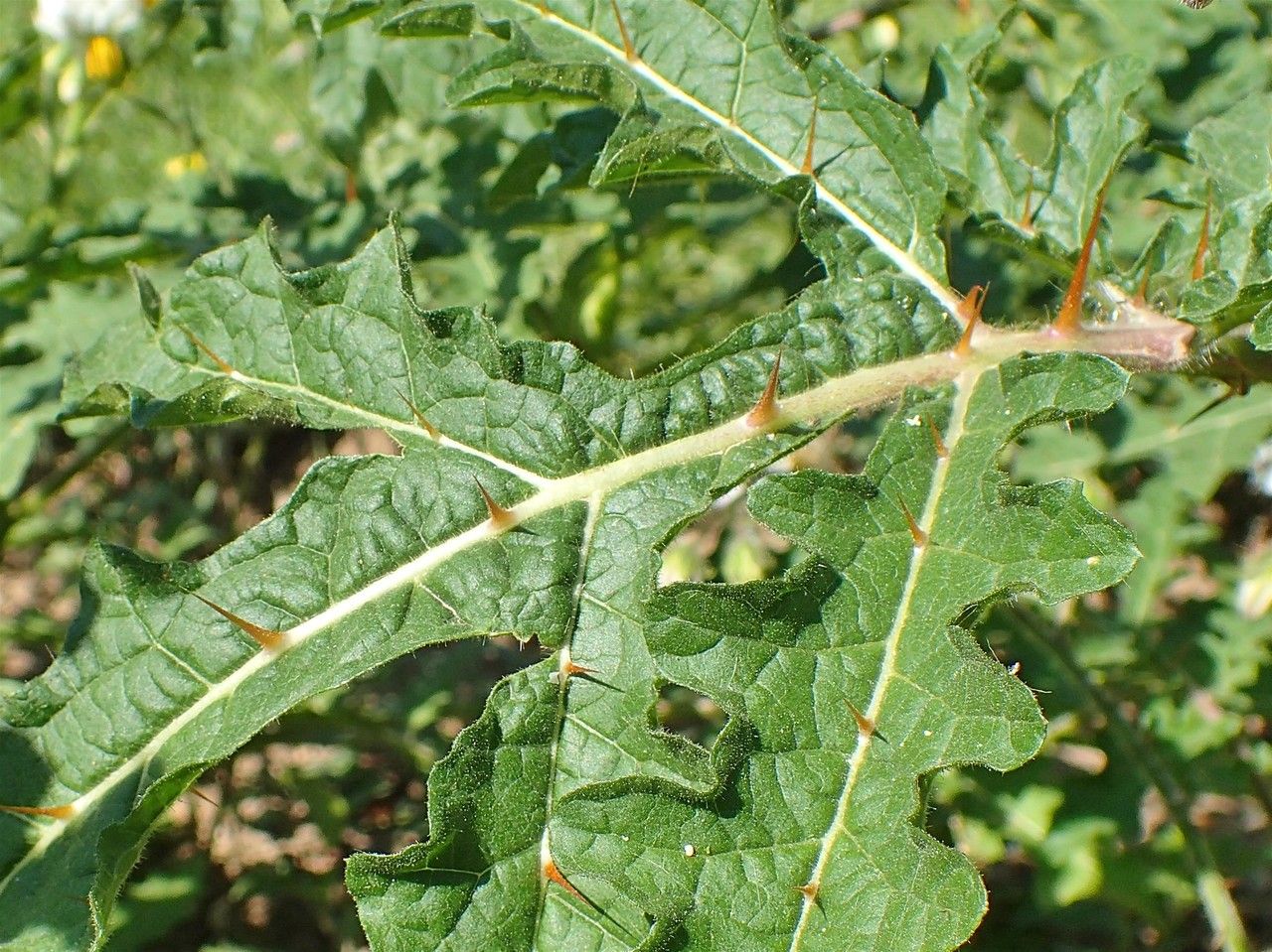 Solanum sisymbriifolium — search result for 'Solanum'