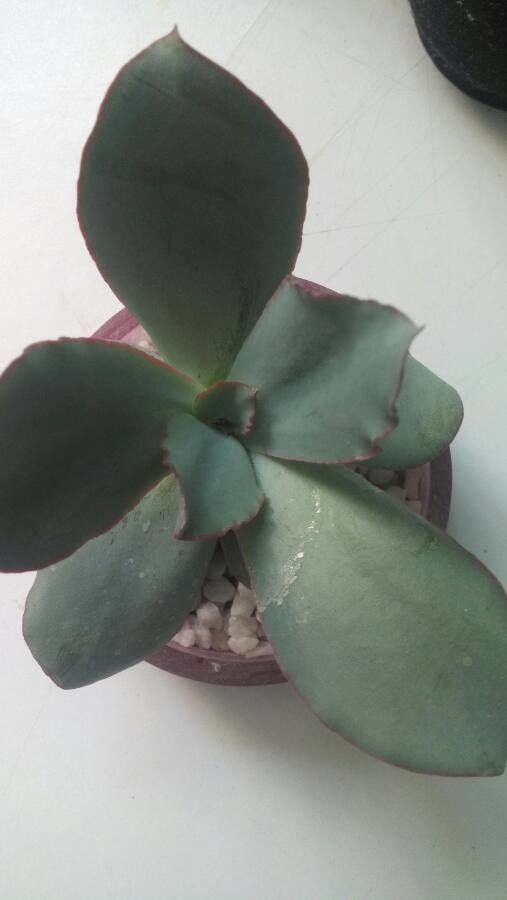 Echeveria rubromarginata — search result for 'Echeveria'