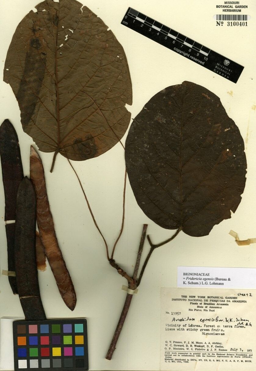 Fridericia egensis — houseplant care guide