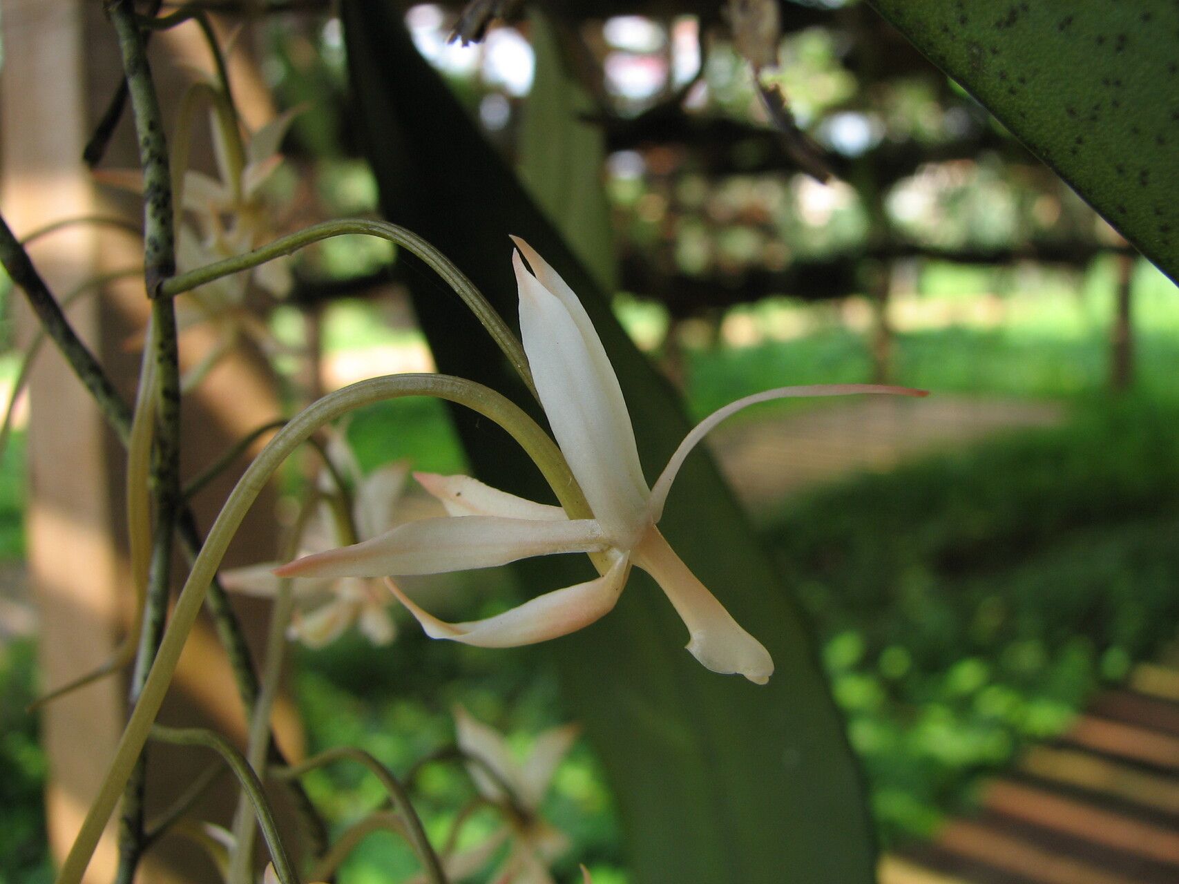 Aerangis collum-cygni — search result for 'Aerangis'