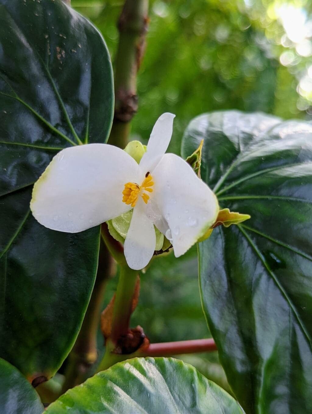 Begonia fernandoi-costae flower