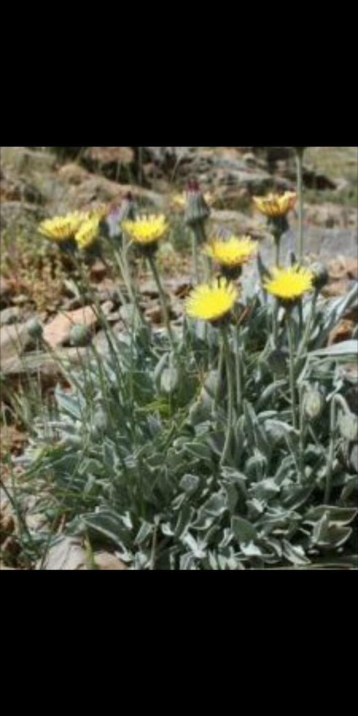 Andryala agardhii flower
