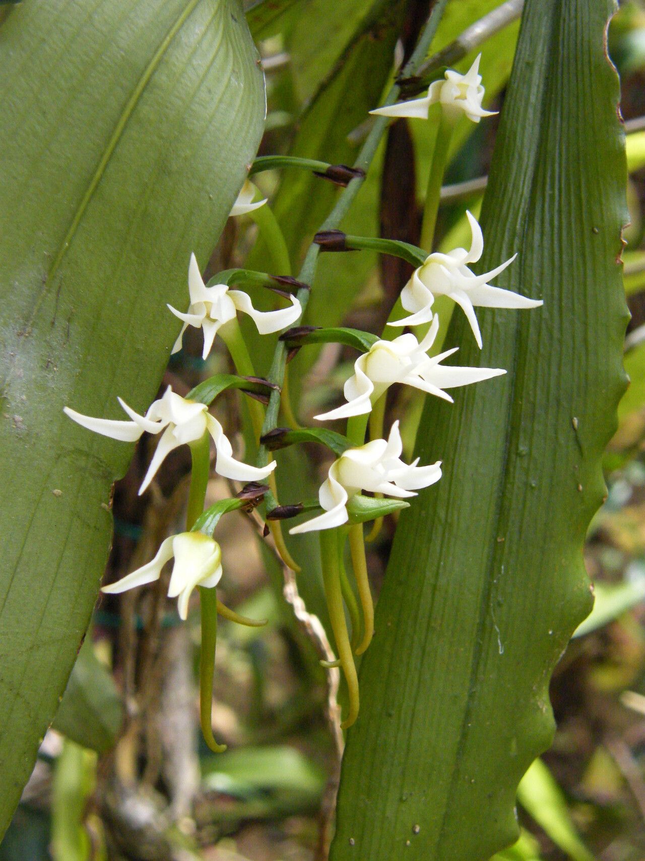 Cyrtorchis monteiroae flower