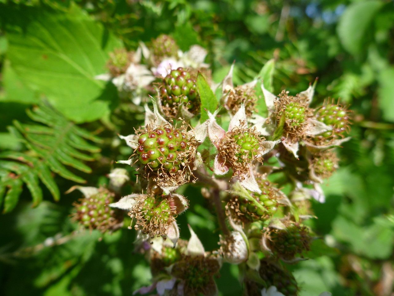Rubus scabripes fruit