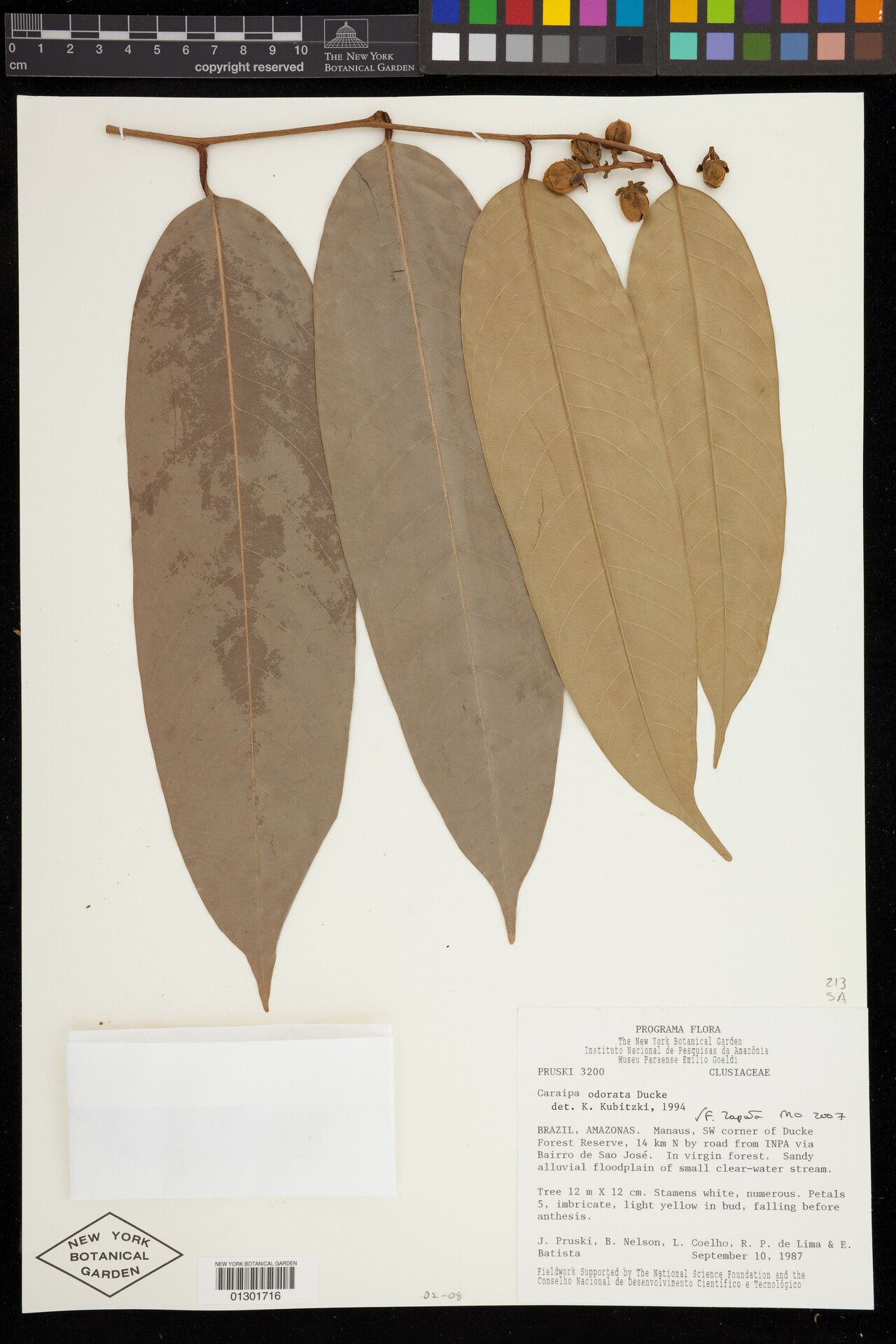 Caraipa odorata — houseplant care guide