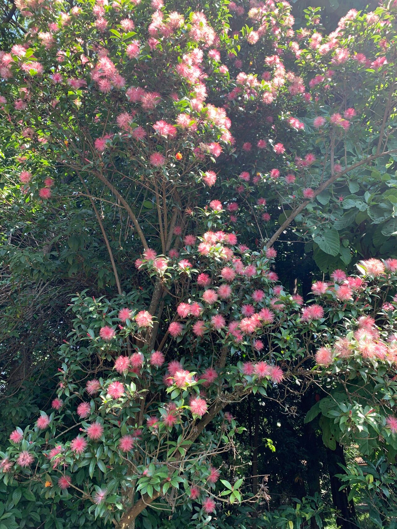 Stifftia fruticosa habit