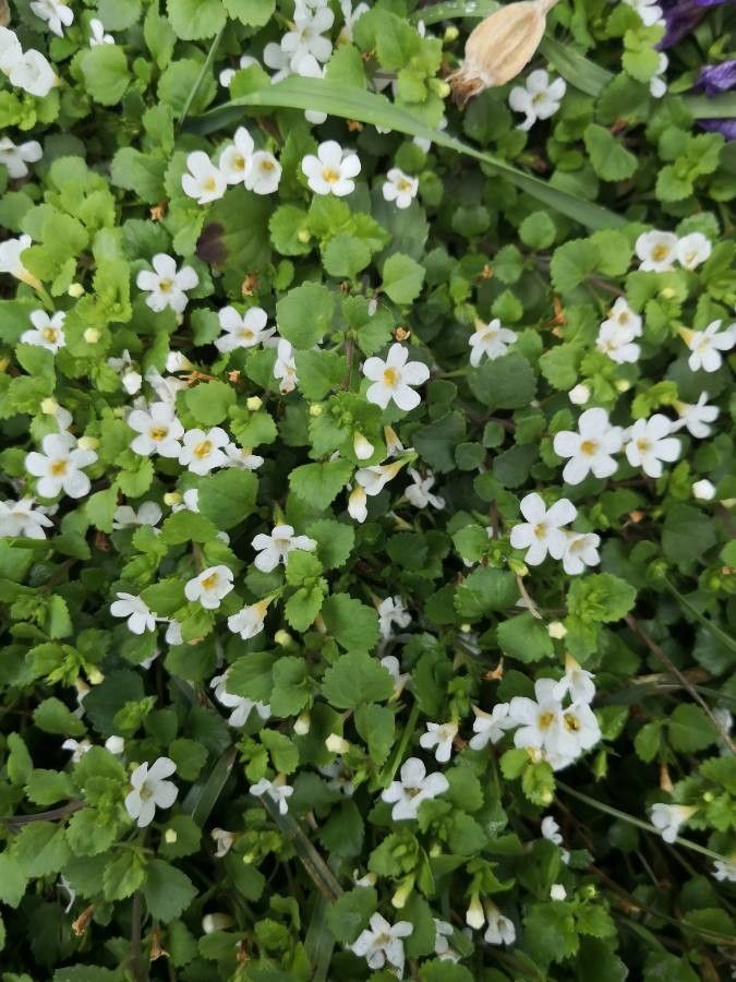 Bacopa repens flower
