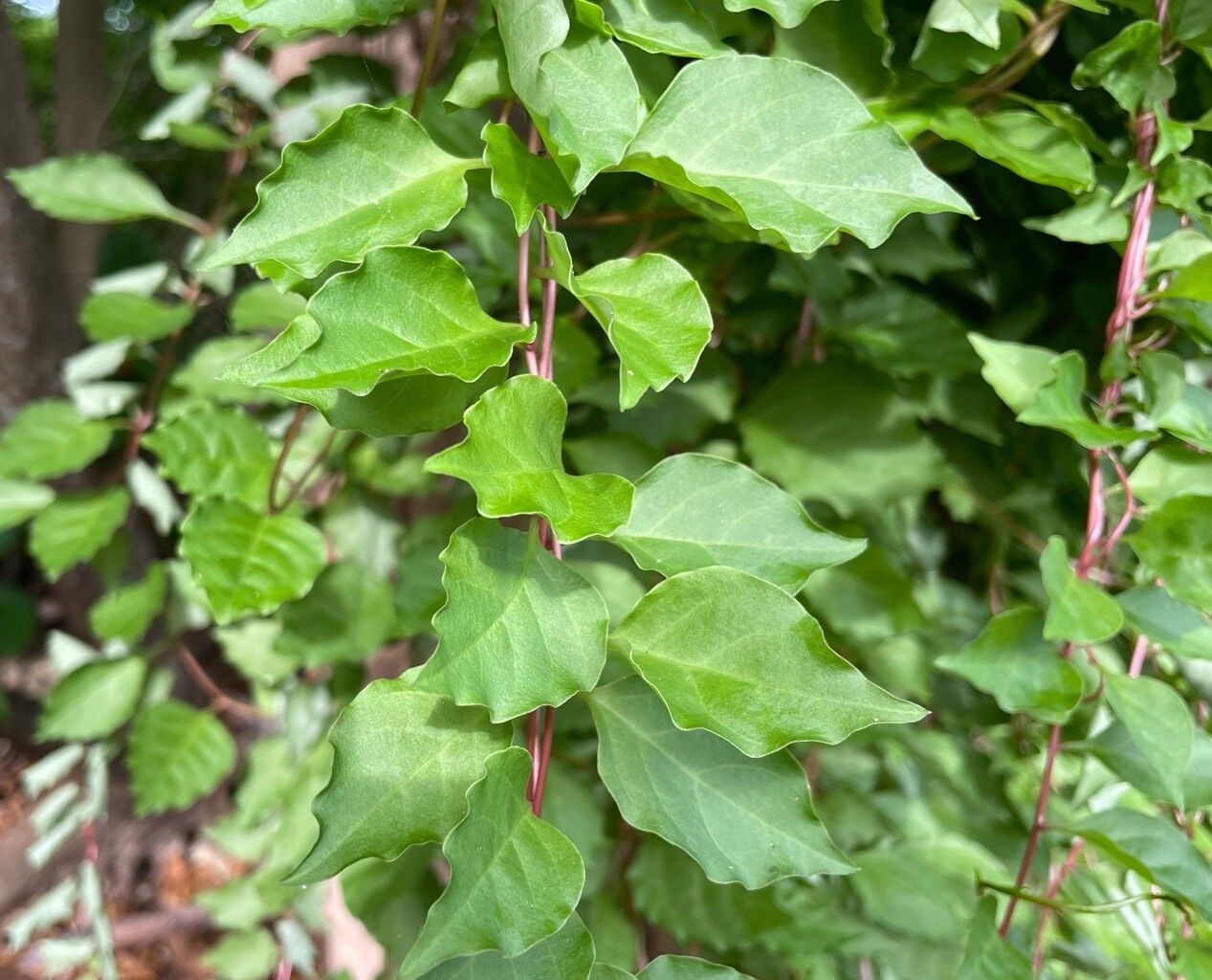 Anredera vesicaria leaf