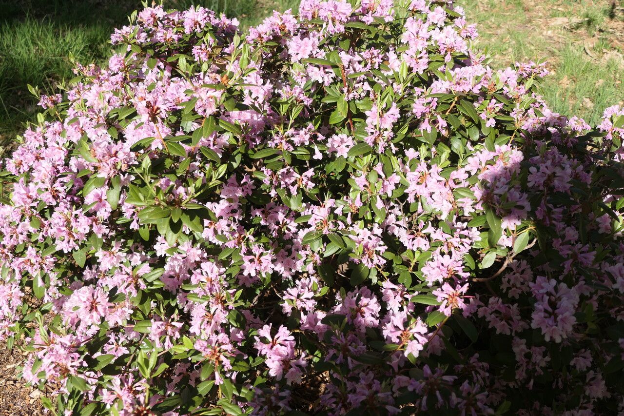 Rhododendron chapmanii habit