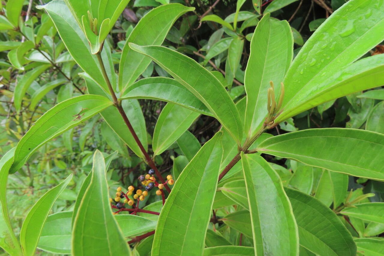Miconia longifolia leaf