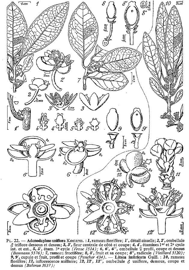 Litsea imbricata — search result for 'Litsea'