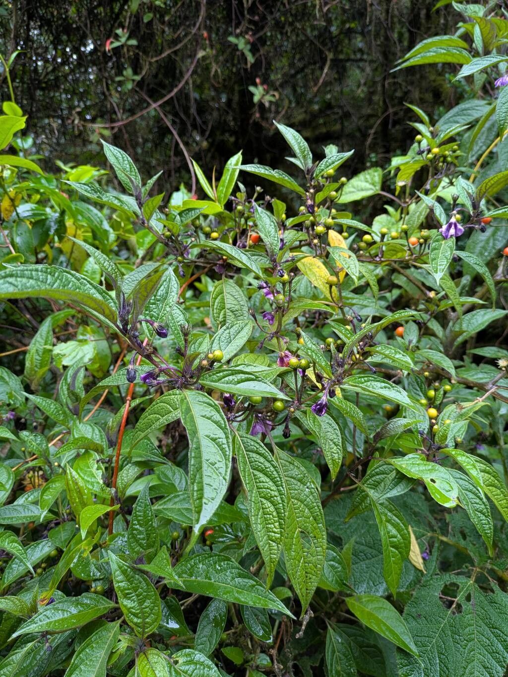Lycianthes beckneriana — related species from the same genus