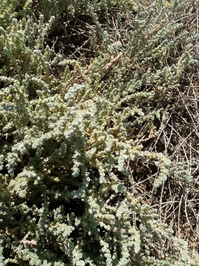 Bassia tomentosa — search result for 'Bassia'