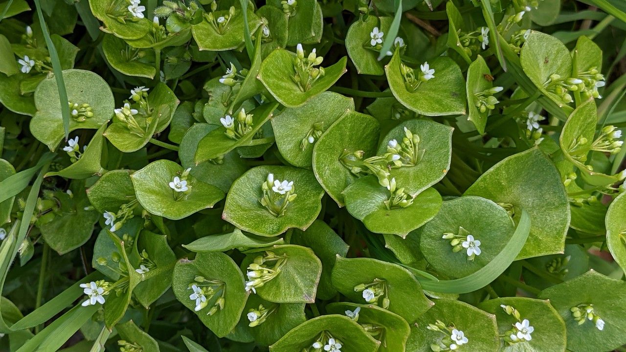 Claytonia perfoliata flower