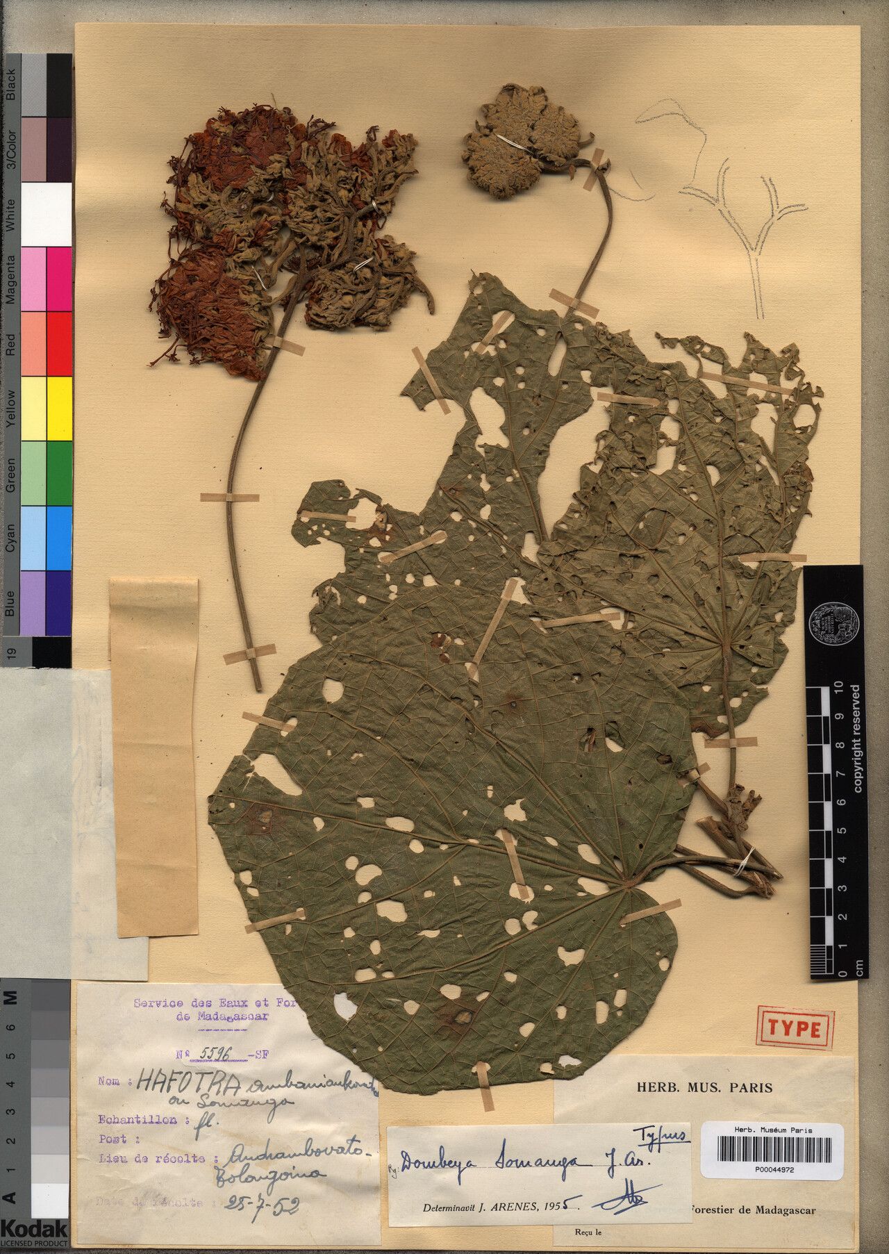 Dombeya somanga — houseplant care guide