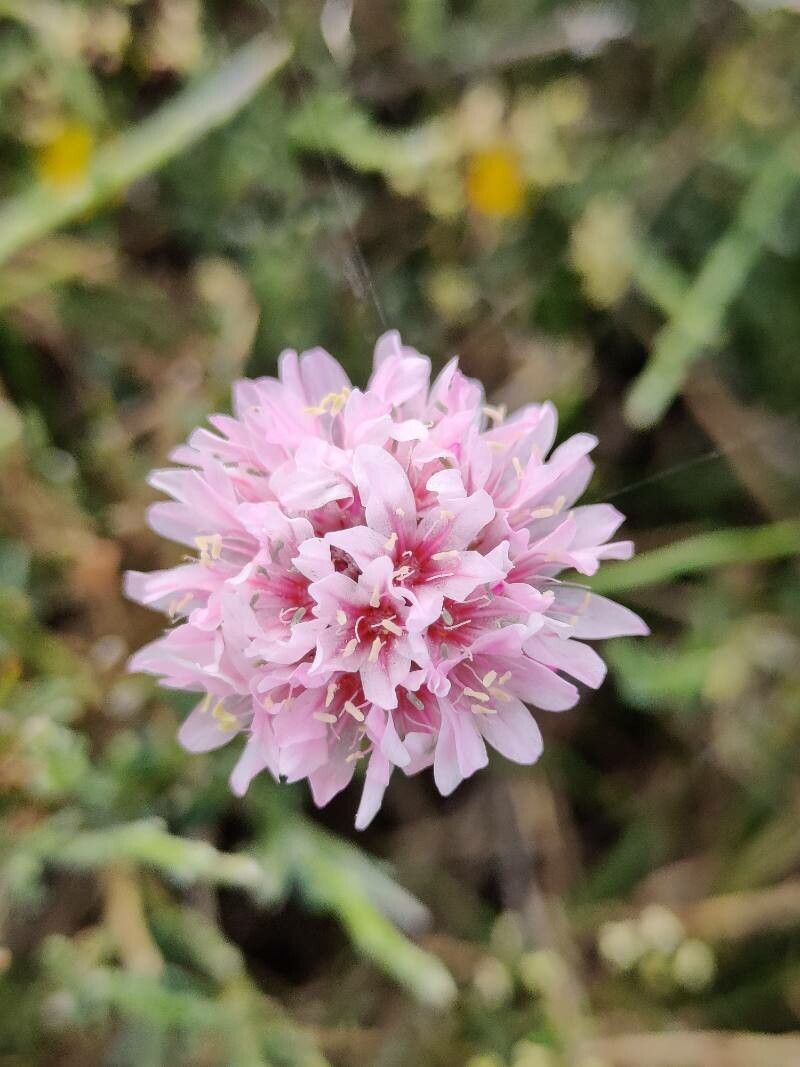 Armeria soleirolii — houseplant care guide