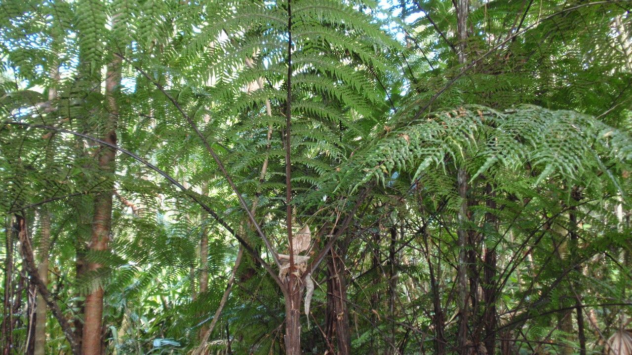 Cyathea rebeccae habit