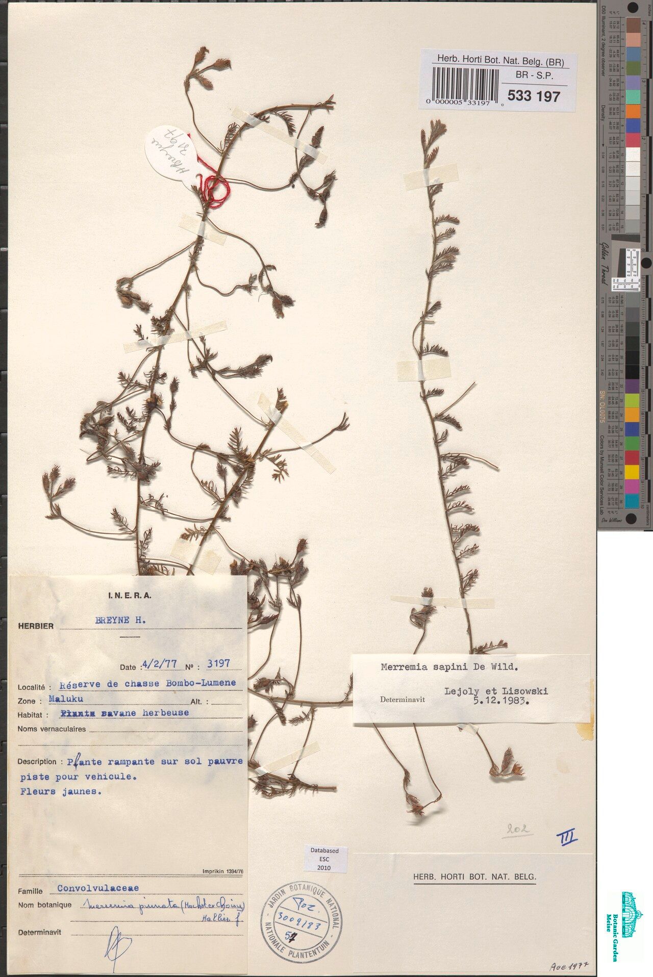 Xenostegia sapinii — related species from the same genus